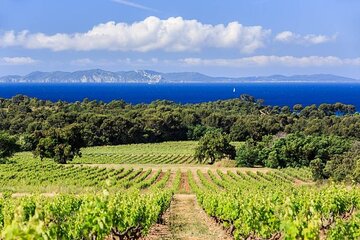 Full-Day Guided Wine Tasting Tour in Côtes de Provence