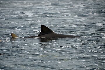 Sandboard Experience Lemon Shark and Green Turtle's Bay