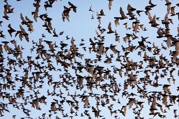 Full/ Half day Tuk Tuk: Bambootrain, Killing & Bat Caves, Sunset 