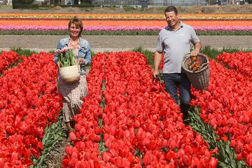 Tour to Keukenhof, Tulip Farm and Windmill Cruise from Amsterdam