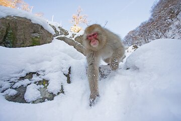 Snow Monkey, Zenko Ji Temple, Sake in Nagano Tour