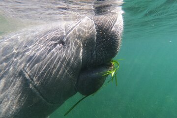 Swim With Manatees-Private Tour with In Water Guide/Photographer