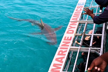Shark Cage Diving and Viewing with transport from Cape Town