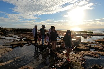 Explore Marine Life in San Diego Tide Pools (Family-friendly)