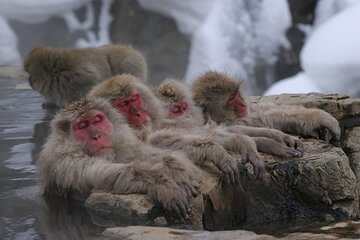 Snow Monkey Park & Miso Production Day Tour from Nagano