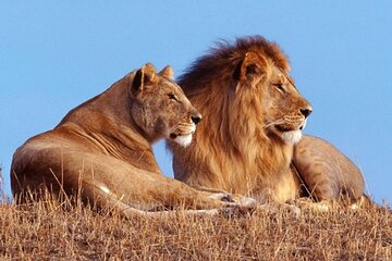 Private 1 Day Akagera Big Five Safari with pick up and lunch.