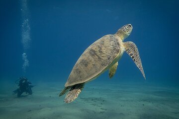 Swimming With Turtles at Marsa Mubarak from Port Ghalib
