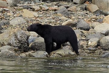 Spring Bears and Whales in Campbell River Tour