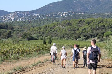 Small group wine tour in the vineyards of the Gulf of St-Tropez