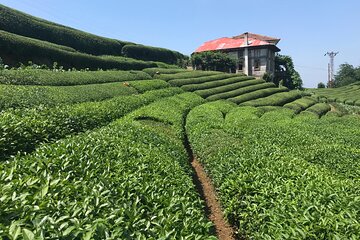 4 Nights Private Tour in Black Sea