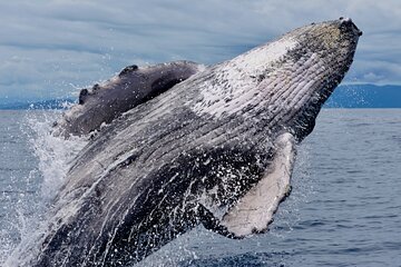 Humpback Whale Watching Tour in Drake Bay, Costa Rica