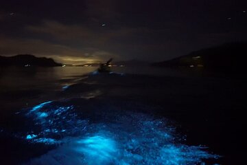 Eddy's Bioluminescence Reserve in Punta Cuchillos