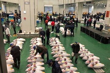 Toyosu Tuna Auction and Tsukiji Market by Gov Licensed Guide