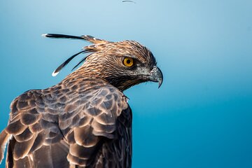 Shore Excursion Hambantota Port to Yala Safari and Come back(All Inclusive)