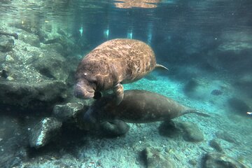Semi Private Manatee Swim Tour