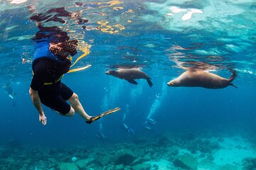Balandra Snorkel & Sea Lion Adventure