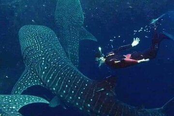 Bohol Whale Shark Encounter 2023