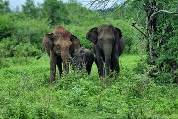 Yala safari from Galle / Unawatuna / Waligama / MIrissa / Matara