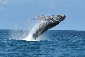 Whale watching tour in Boavista
