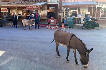 Oatman Mining Camp, Burros, Museums & Scenic RT66 Tour Small Grp