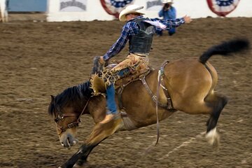 Montana Rodeo Experience Tour with Dinner