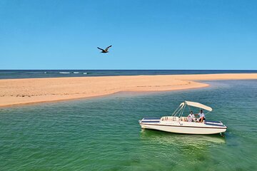 Birdwatching in Ria Formosa - Eco Boat Tour from Faro