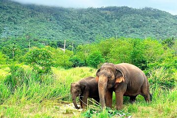 Elephant Nature Care, the largest elephant sanctuary on Koh Samui