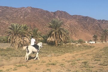 1 Hour Private Horse Riding in Madinah