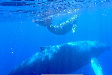 'IMILOA - Express Whale Watch Cocktail Tour