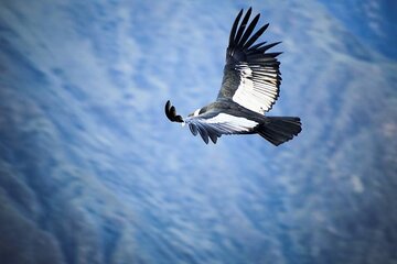 Full Day Trip to Colca Canyon from Arequipa ending in Puno