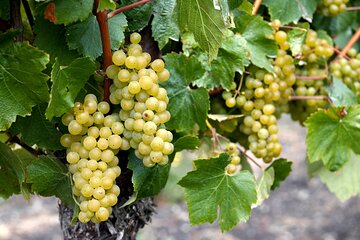 Half Day Private Cheese & Wine Tasting in Vineyard in Basel