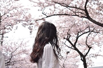 Cherry Blossom East Day Tour in Jeju