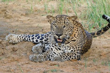 Yala National Park Safari PRIVATE TOURS - 3 Sessions