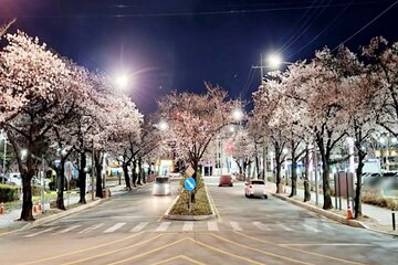 Full Day Private Guided Tour in Hidden Spot, Daegu