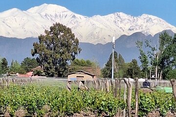 Wineries Transfer Lujan de Cuyo Maipu