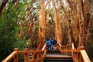 Nahuel Huapi Lake Cruise with Victoria Island and Arrayan Forest Walk