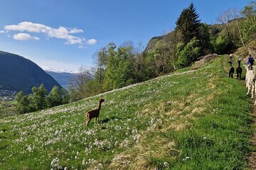 Guided Hike on the Lands of Steim Farm in Vik, Norway