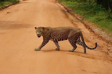 Yala block 5 (Weheragala) Safari PRIVATE TOURS