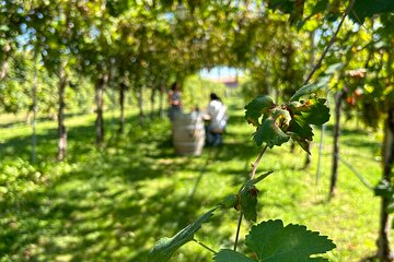 The Original Private Prosecco Tour All Inclusive from Conegliano